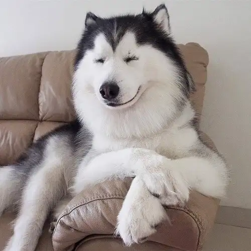 köpek (2).webp