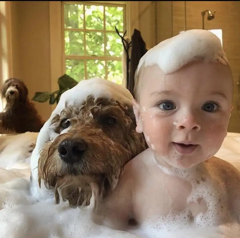 köpek (3).webp