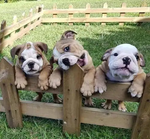 köpek (3).webp