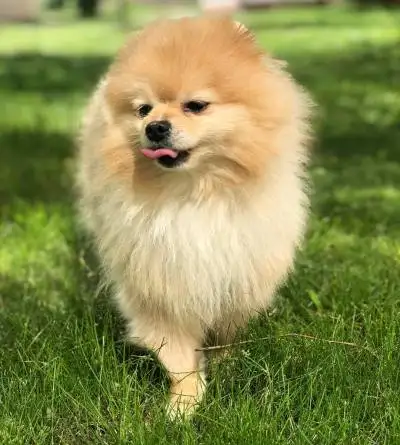 köpek (3).webp