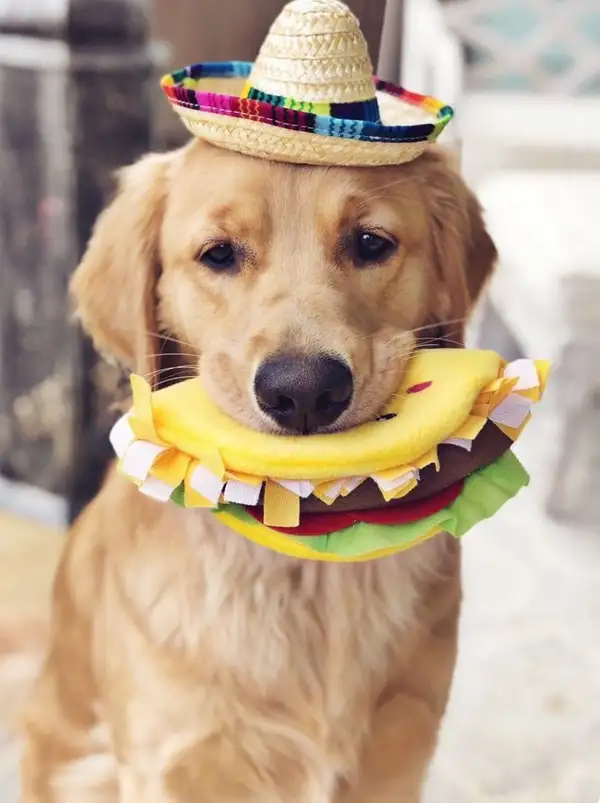 köpek (3).webp
