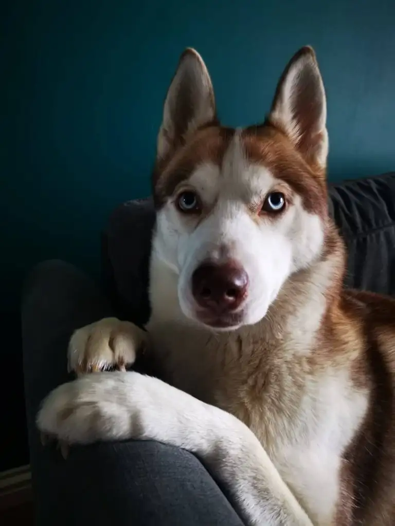 köpek (4).webp