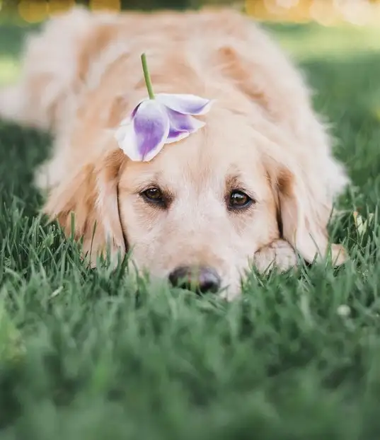 köpek (4).webp