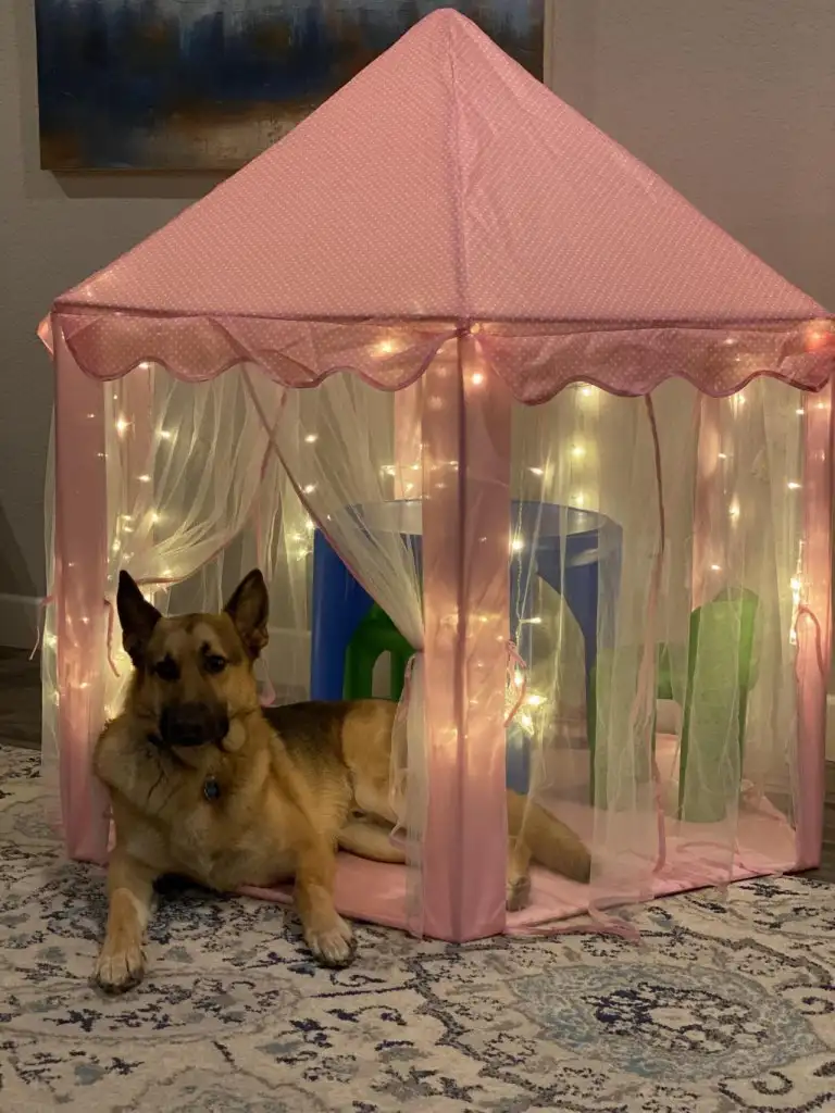 köpek (5).webp