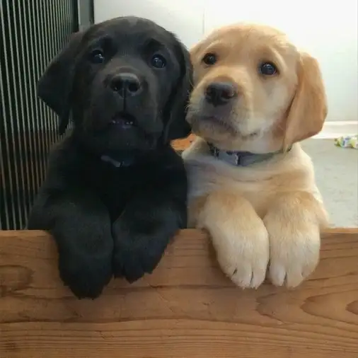 köpek (5).webp