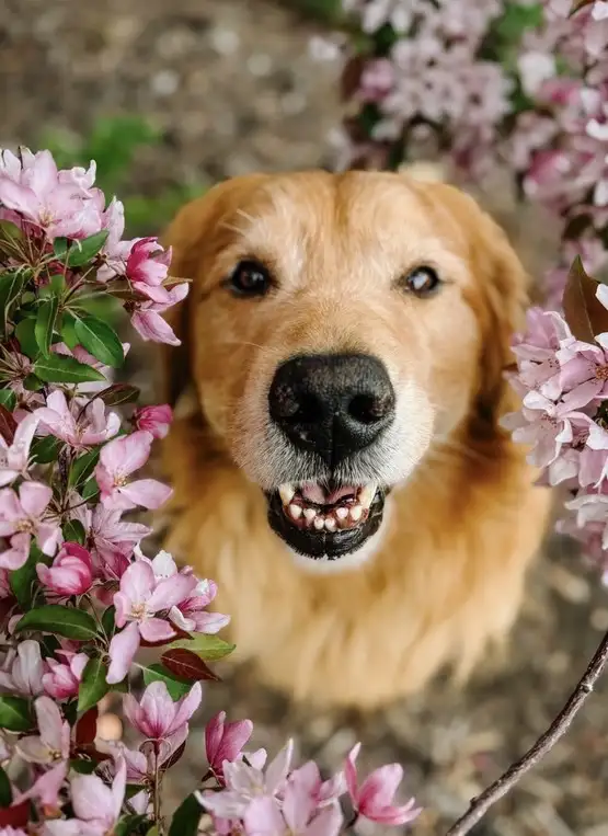 köpek (5).webp
