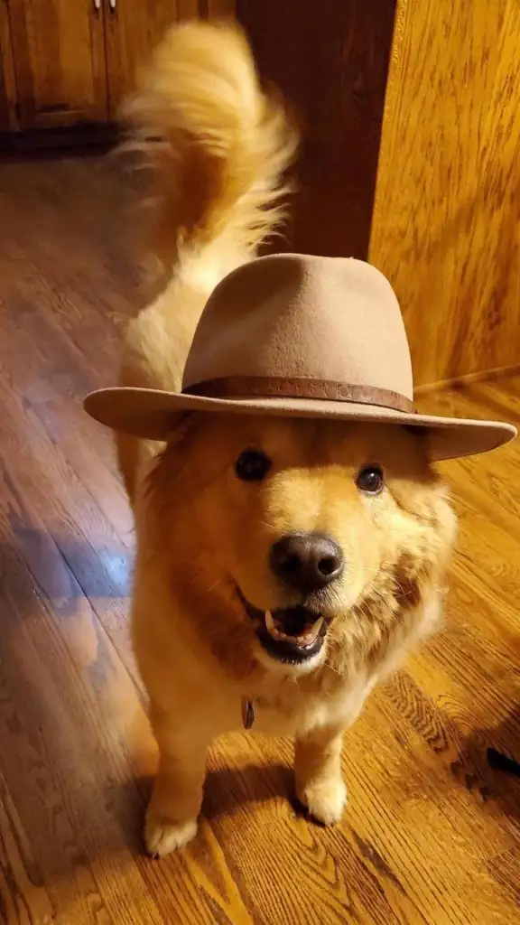 köpek (6).webp