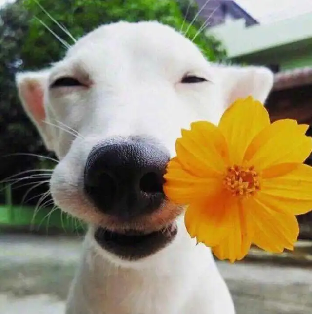 köpek (6).webp