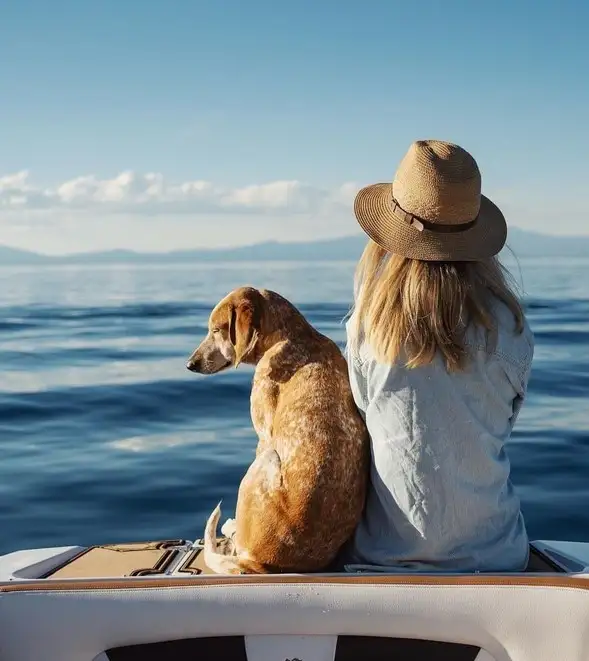köpek (6).webp