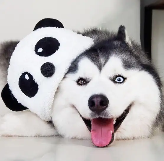 köpek (7).webp