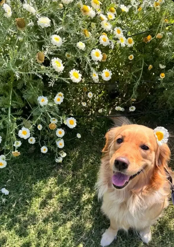 köpek (7).webp