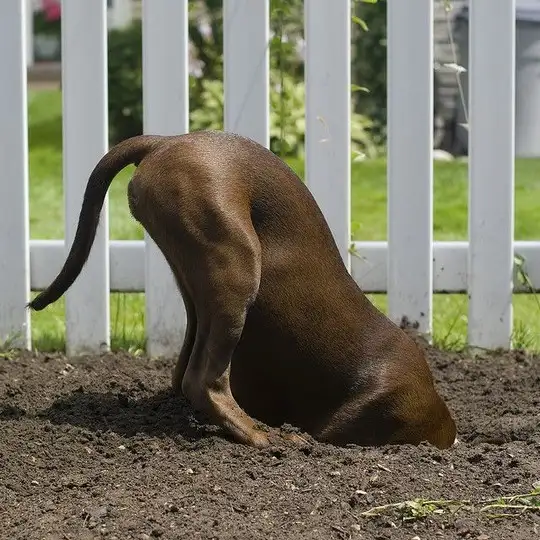 köpek (8).webp