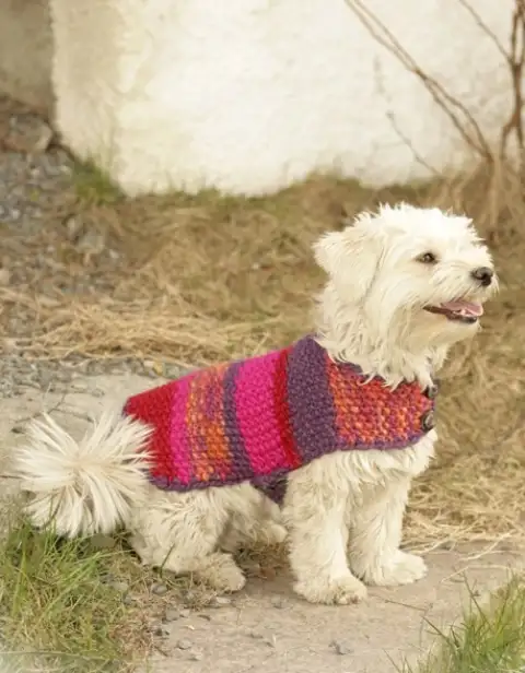 köpek-giysisi.webp