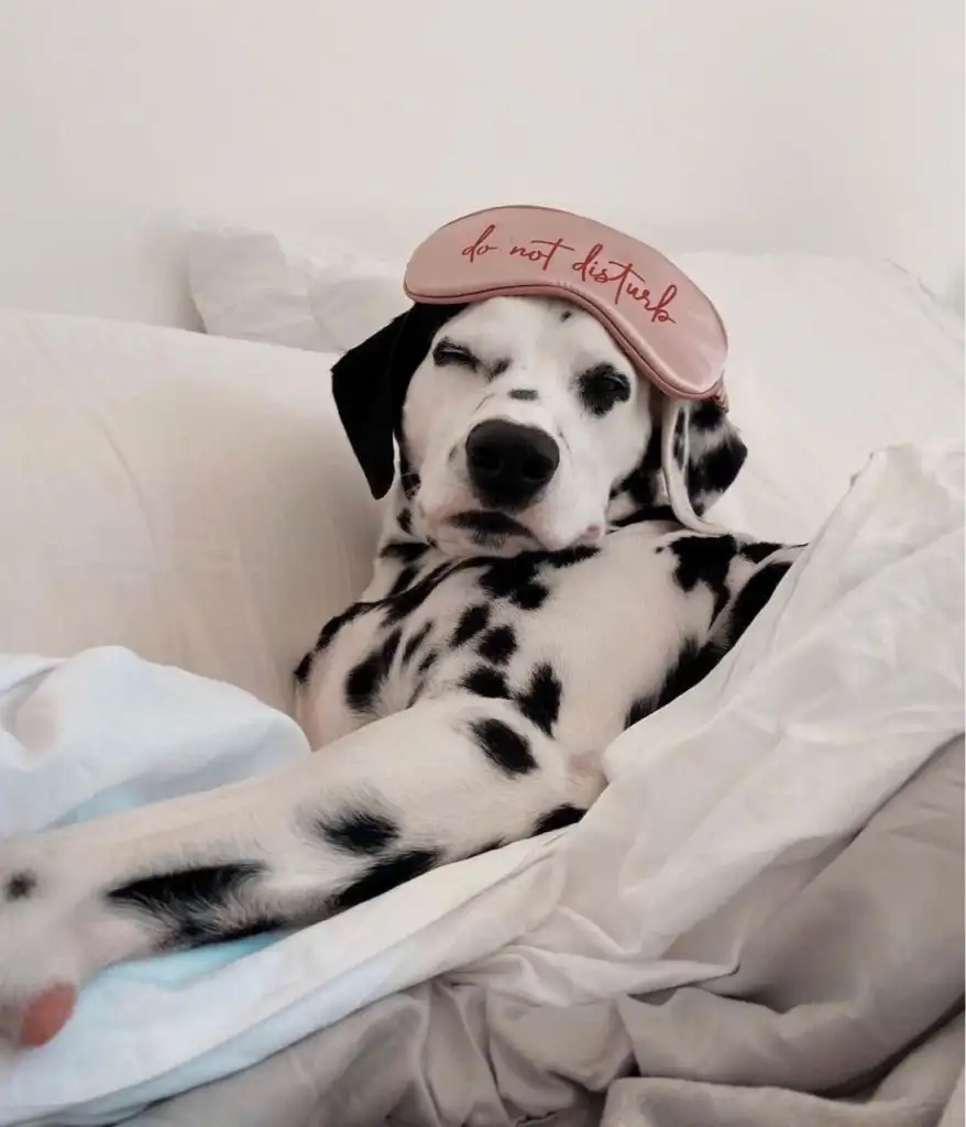 köpek0 (1).webp