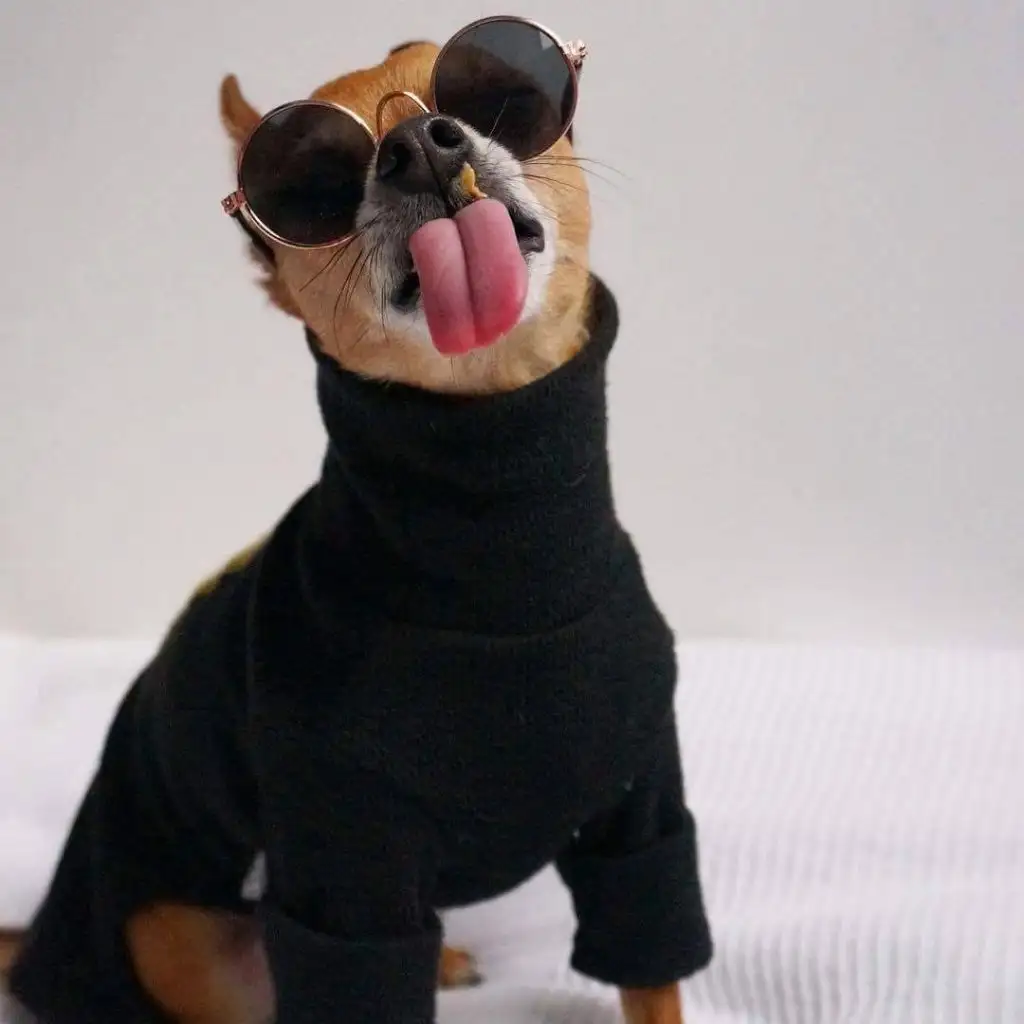 köpek0 (2).webp