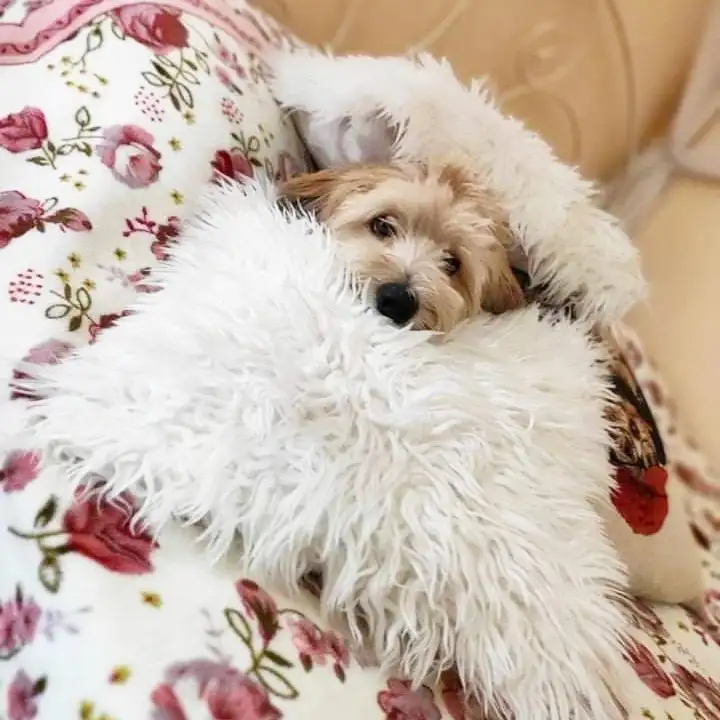 köpek0 (3).webp