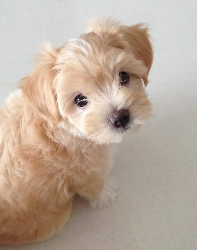 köpek0 (4).webp