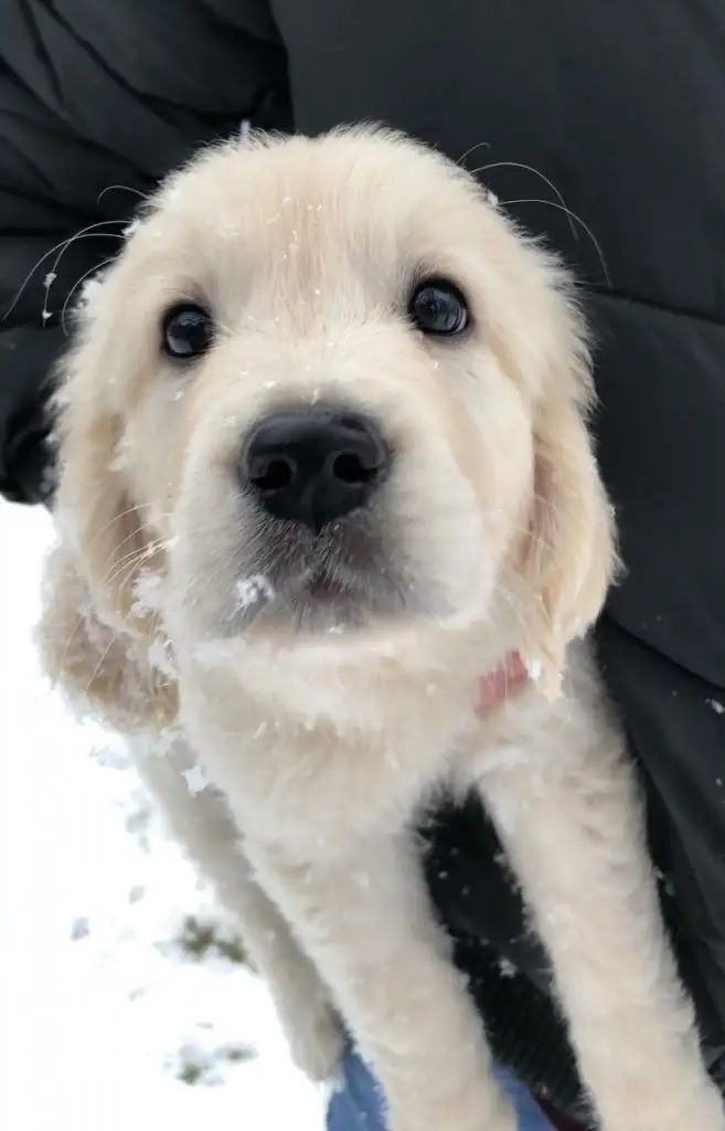 köpek0 (6).webp