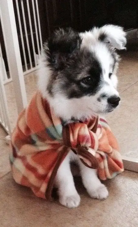 köpek0.webp
