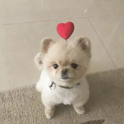 köpek1 (1).webp