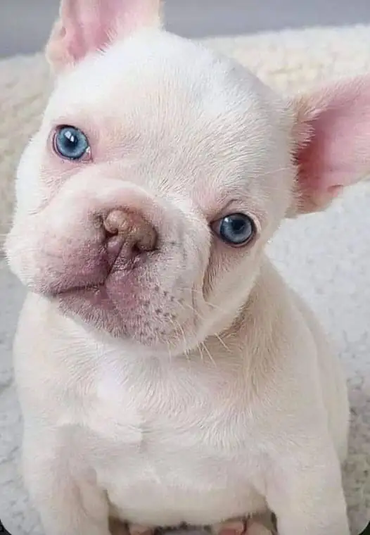 köpek1 (2).webp