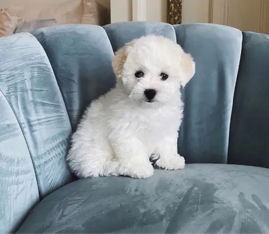 köpek1 (3).webp