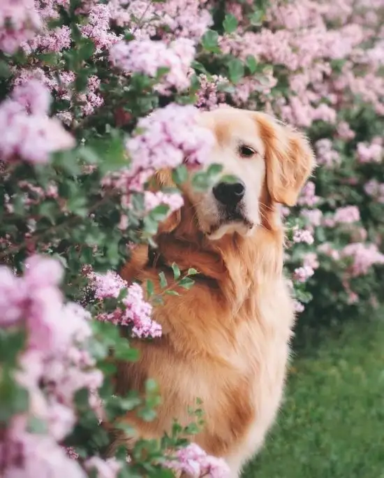 köpek1 (4).webp