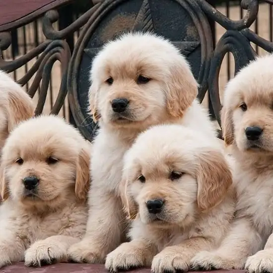köpek1 (5).webp