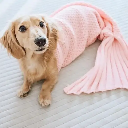 köpek7.webp