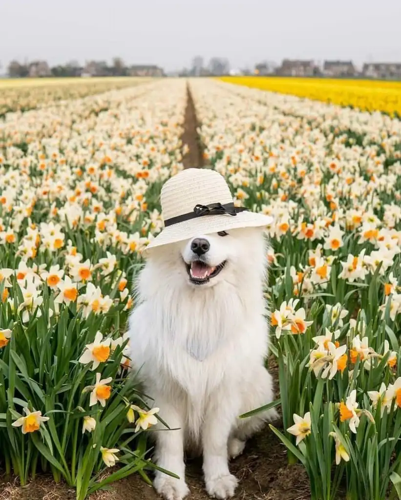 köpek9.webp