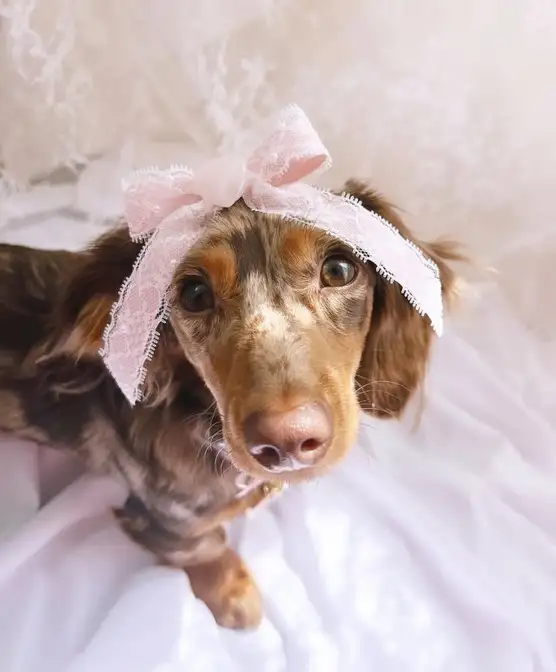 köpekks (1).webp
