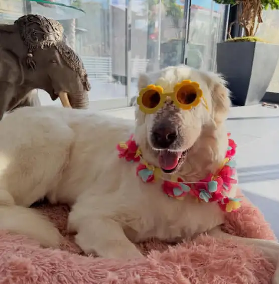 köpekks (1).webp