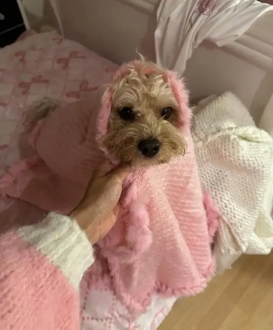 köpekks (11).webp