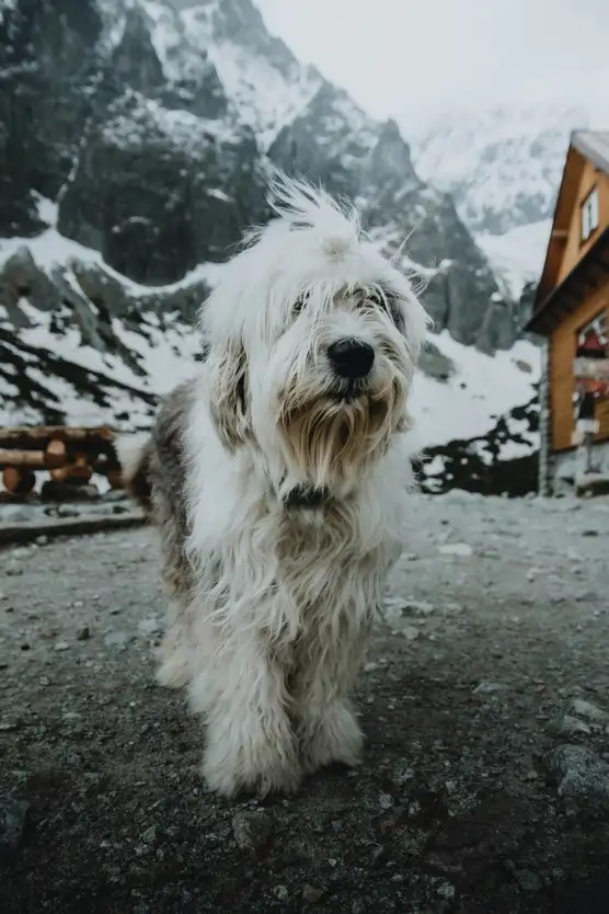 köpekks (12).webp