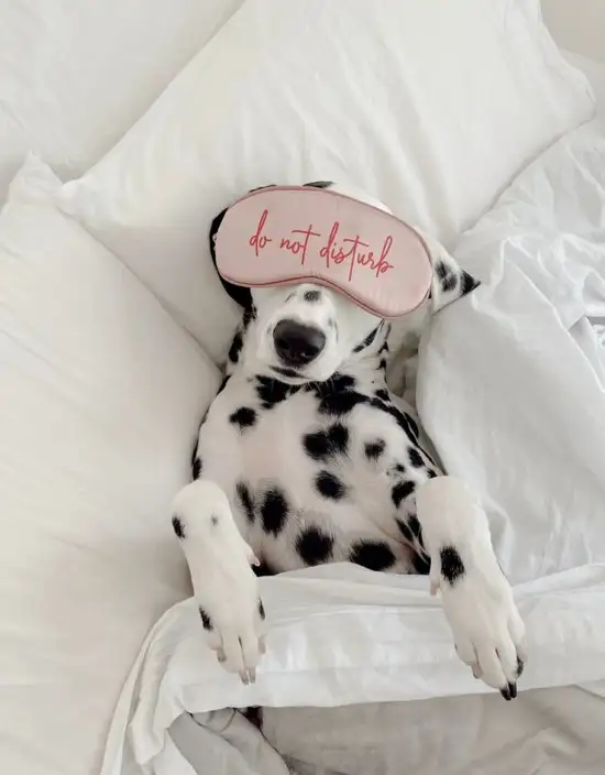 köpekks (17).webp