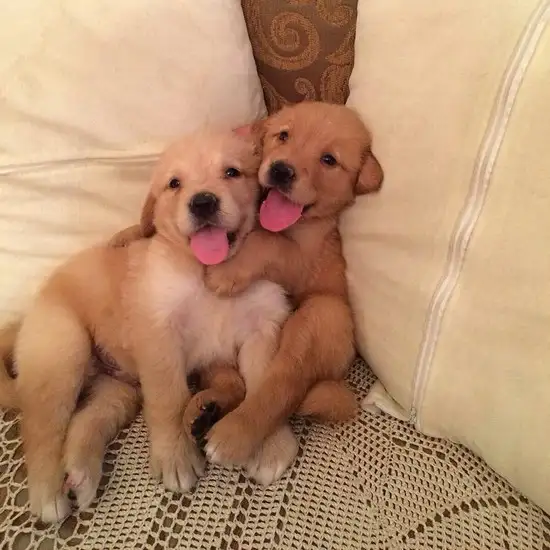 köpekks (18).webp
