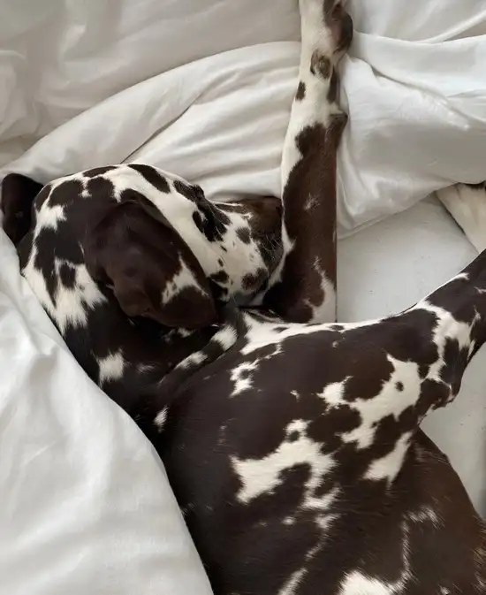 köpekks (19).webp