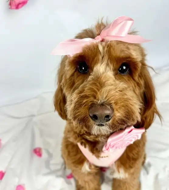 köpekks (2).webp