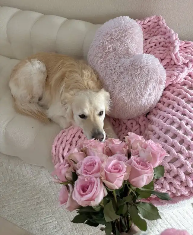 köpekks (20).webp