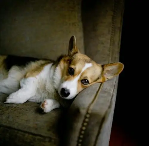 köpekks (21).webp
