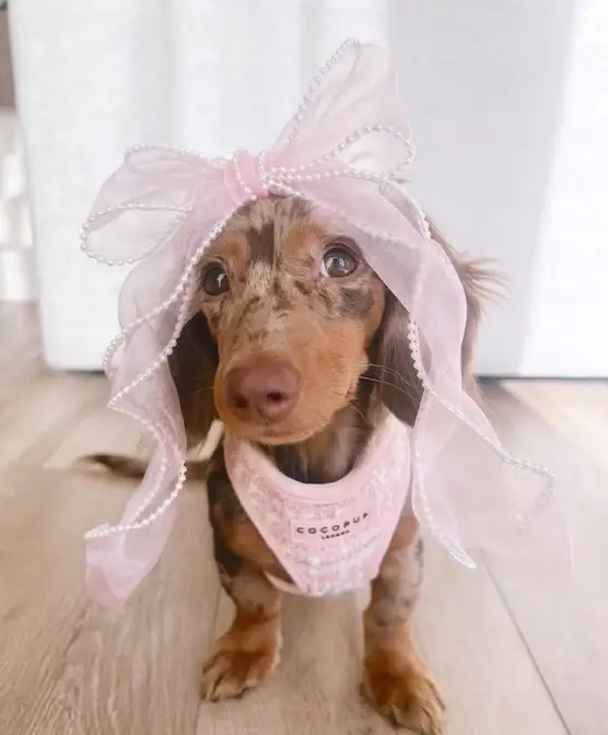 köpekks (22).webp