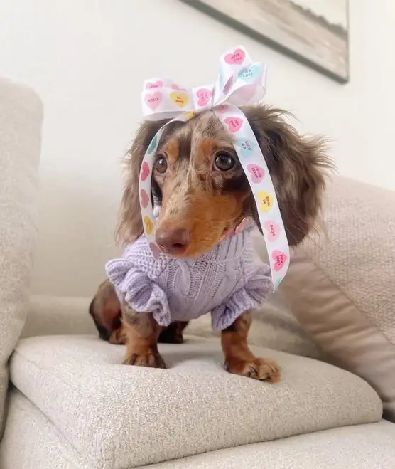 köpekks (23).webp