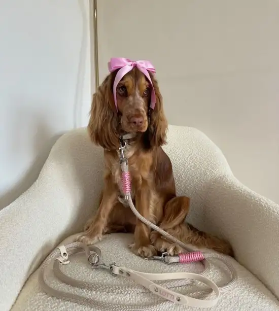 köpekks (6).webp