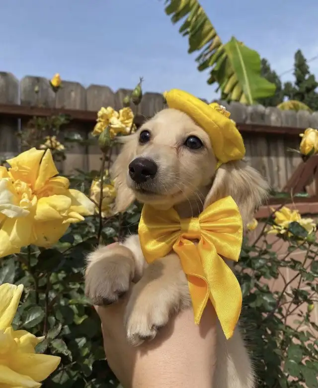 köpekks (7).webp