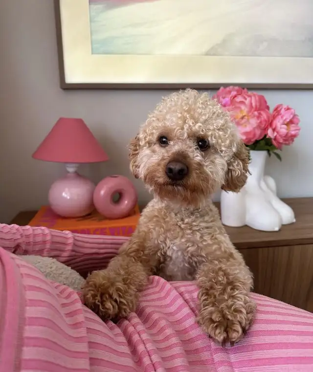köpekks (8).webp