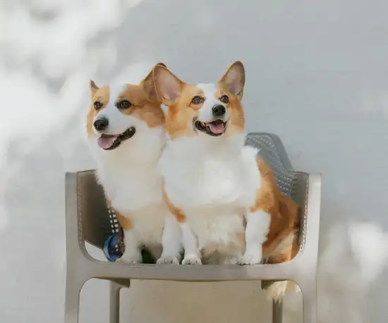 köpekks (9).webp