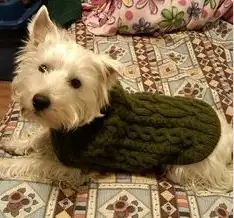Köpekler-İçin-Örgü-Örnekleri.webp