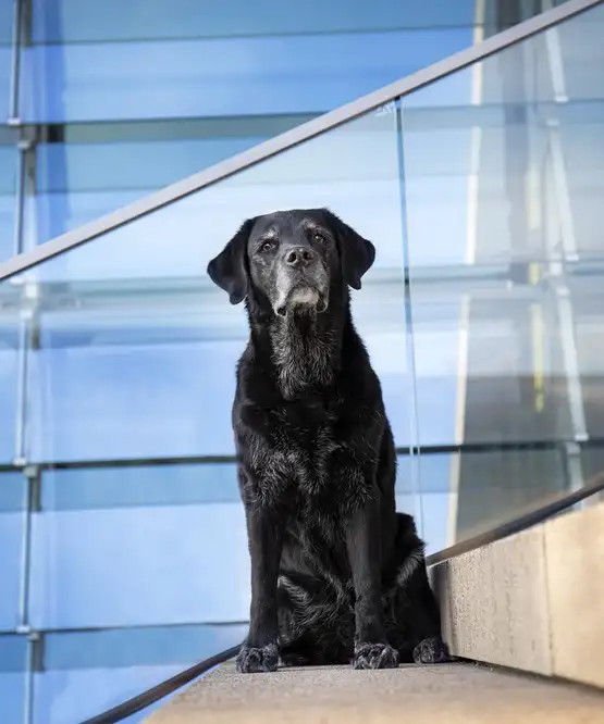köpeks (10).webp