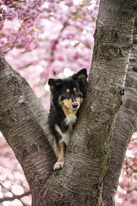 köpeks (14).webp