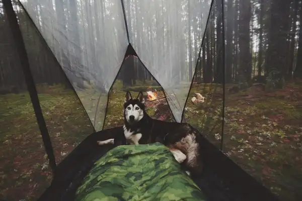 köpeks (23).webp